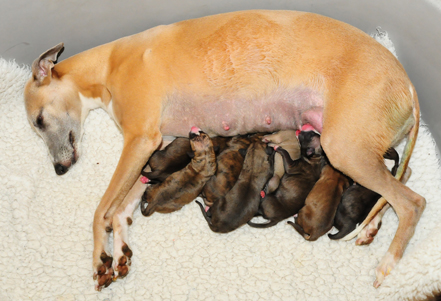 Puppies