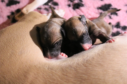 Puppies