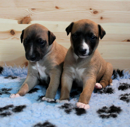 Puppies