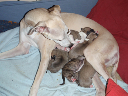 Puppies