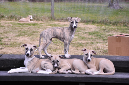 Puppies 8 weeks