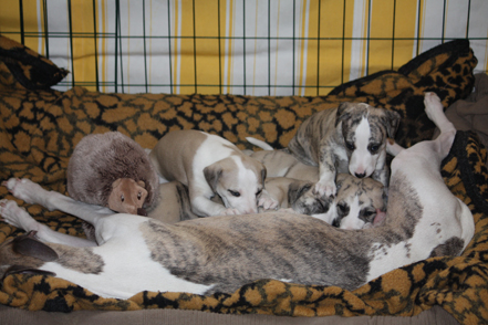 Puppies