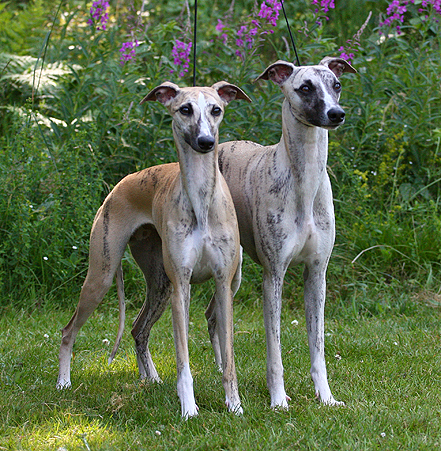 Siblings